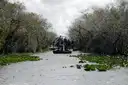 Two airboats on a narrow swamp channel lined with trees and lily pads