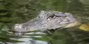 An alligator swimming with only its head above green water