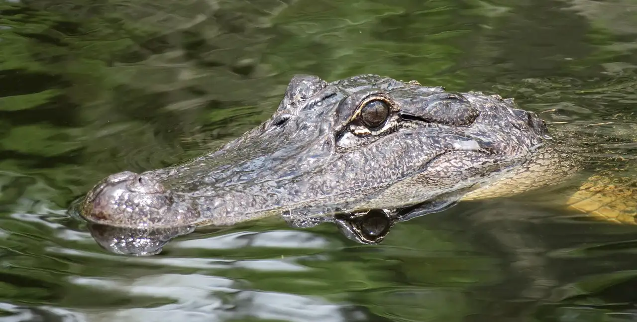 An alligator swimming with only its head above green water