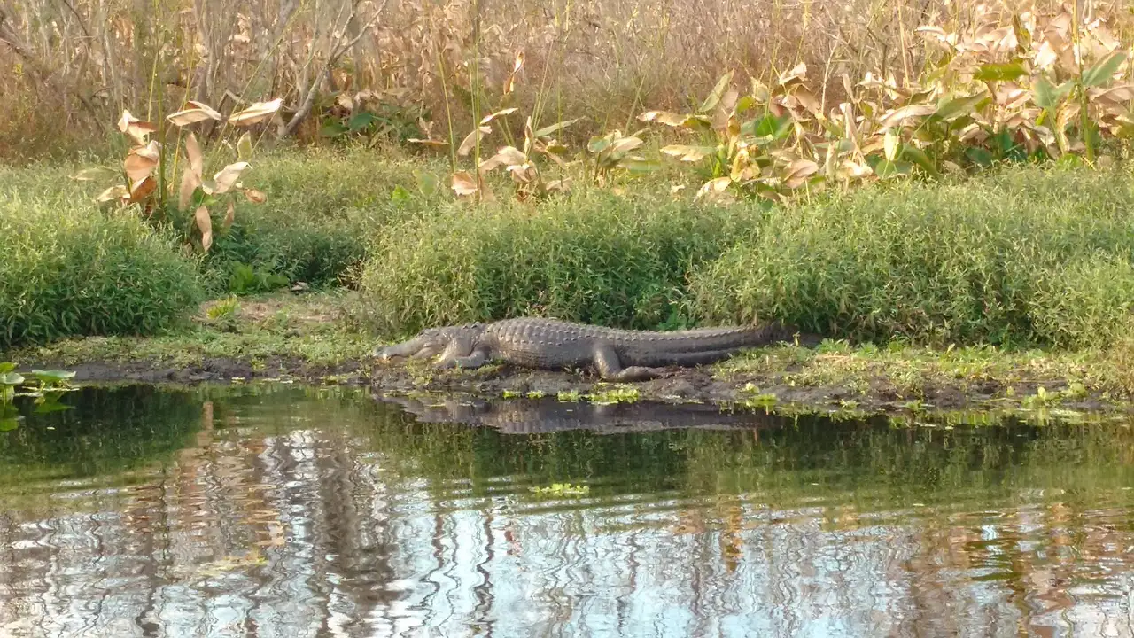 An alligator resting at the edge of a wetland pond with tall grass behind