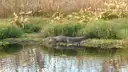An alligator resting at the edge of a wetland pond with tall grass behind