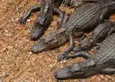 A group of alligators lying close together on sandy ground
