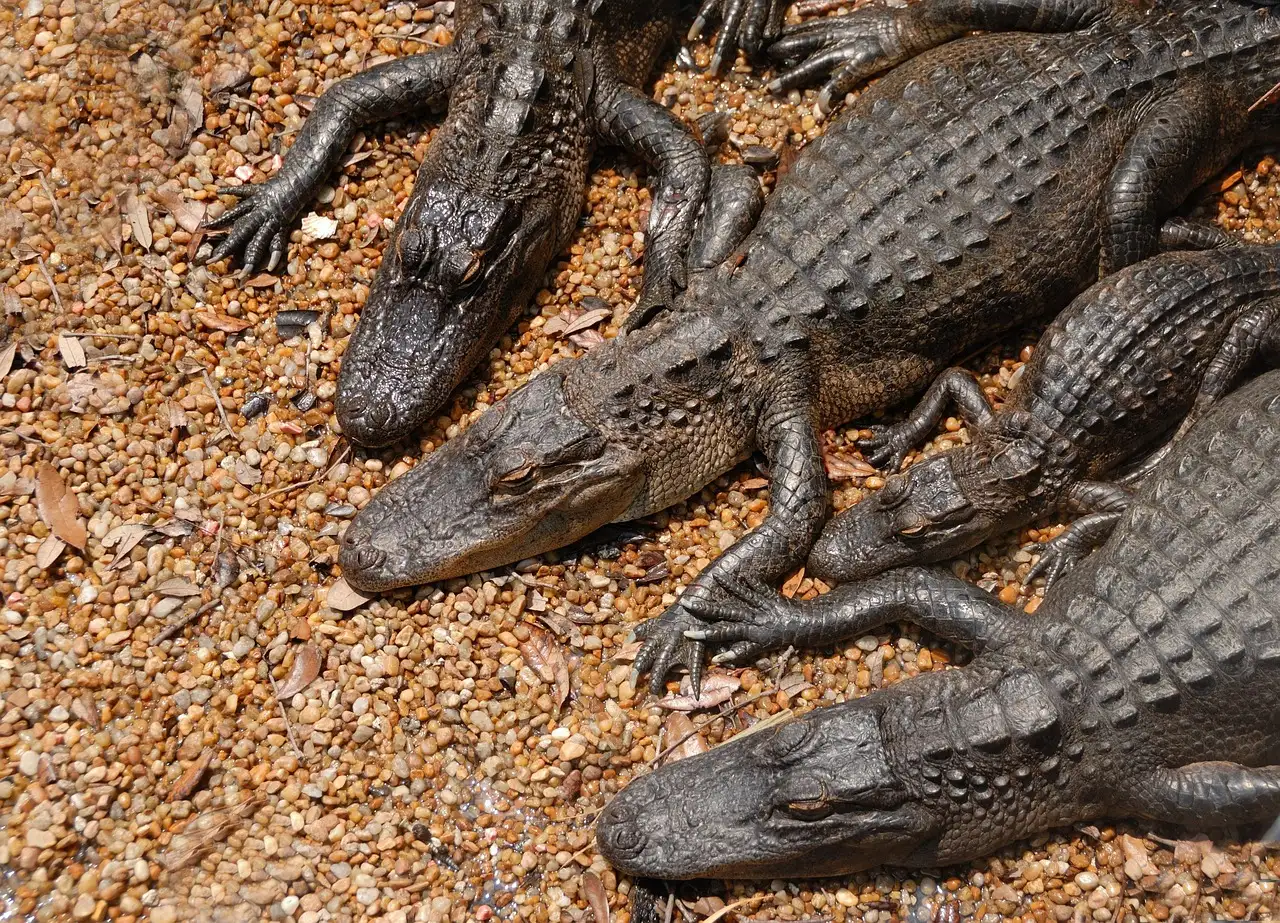 A group of alligators lying close together on sandy ground