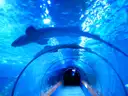 A blue-lit aquarium tunnel with a shark swimming overhead