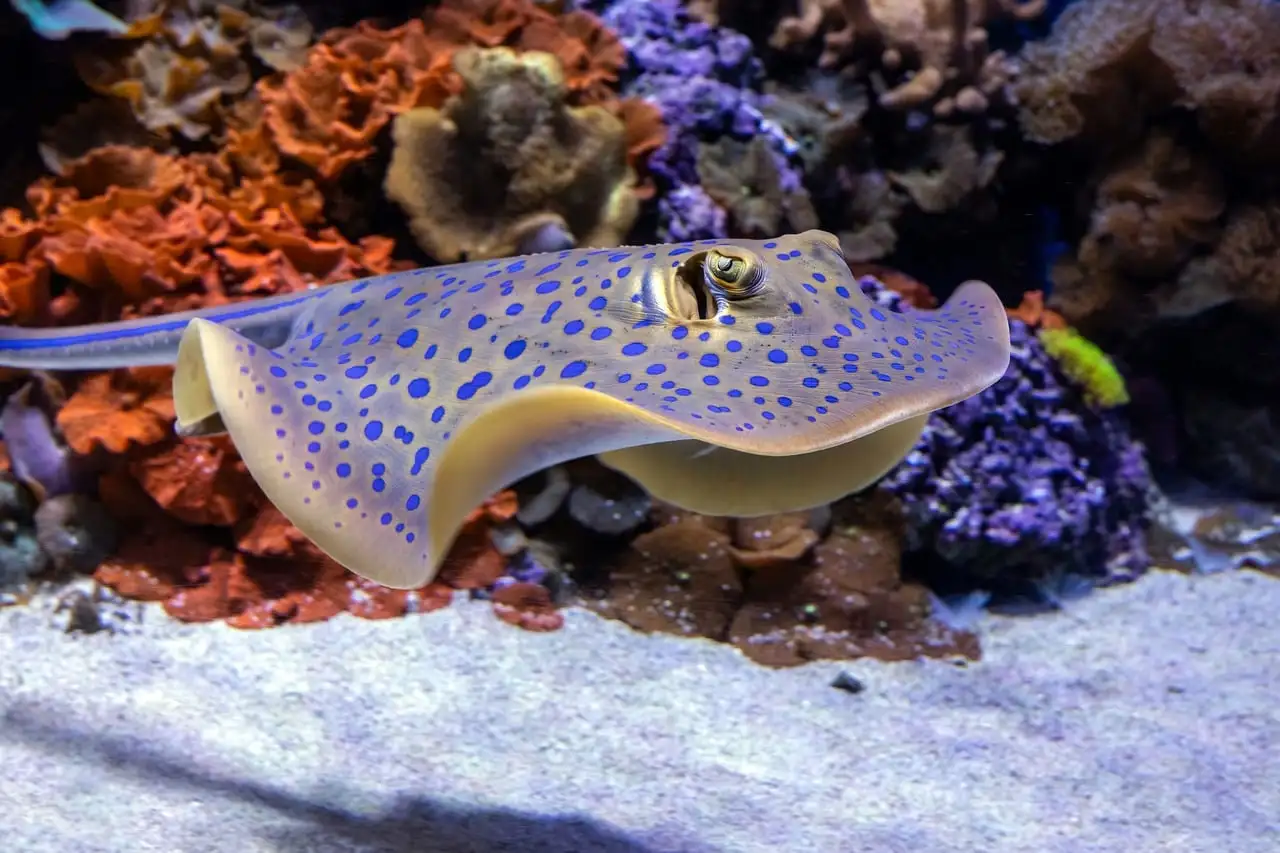 A blue-spotted stingray gliding over sand past coral in an aquarium tank