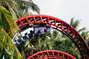 A red roller coaster track curving through palm trees, with a train of riders on it