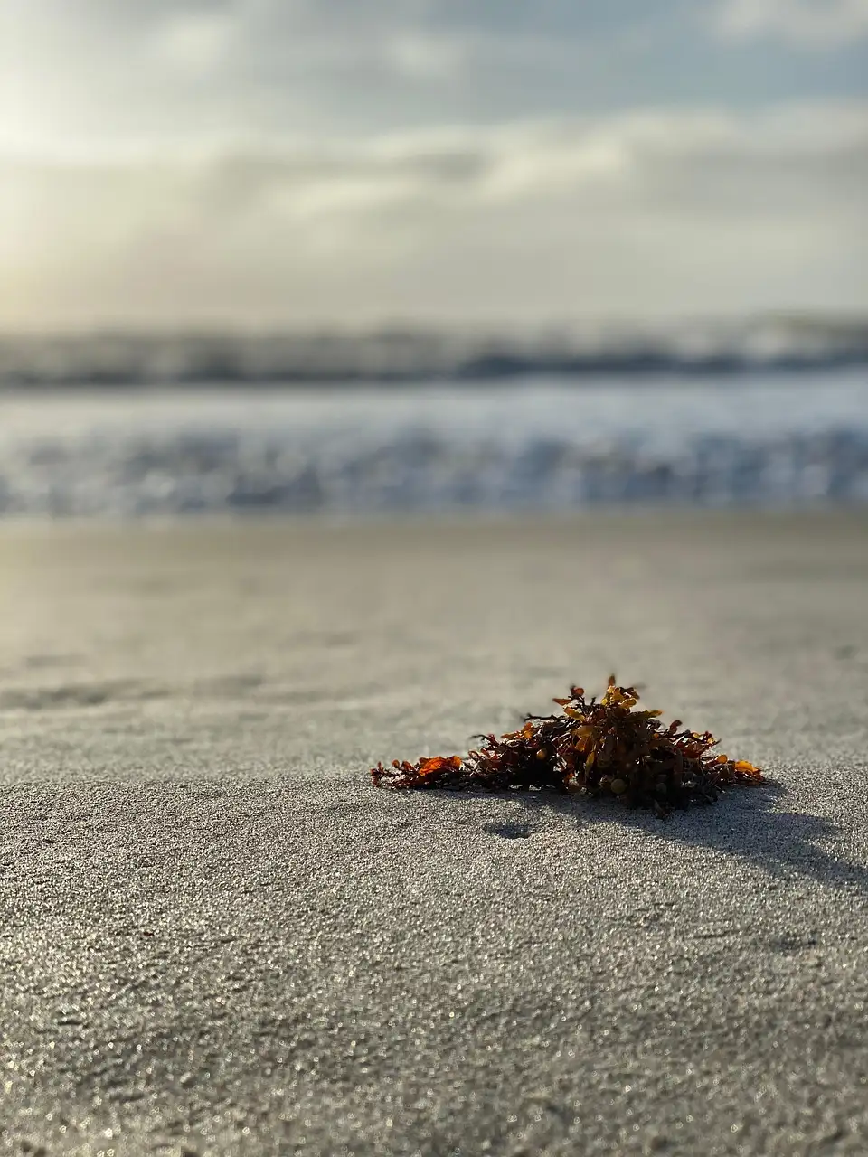 Sand and a small pile of seaweed on Cocoa Beach at sunrise with surf behind