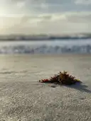 Sand and a small pile of seaweed on Cocoa Beach at sunrise with surf behind