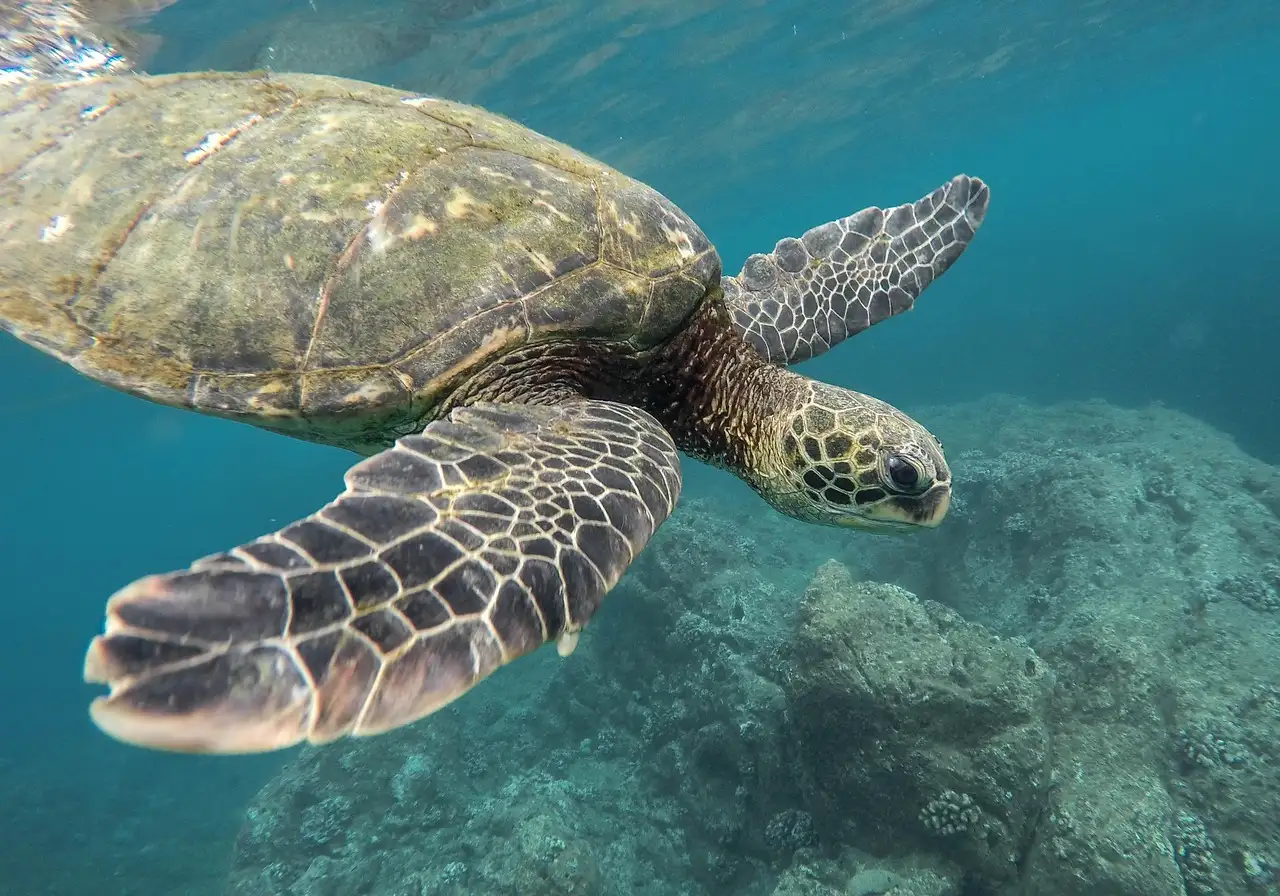 A sea turtle swimming over a reef in clear water