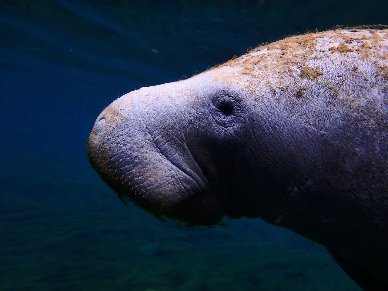A manatee's head close up in deep blue water