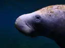 A manatee's head close up in deep blue water