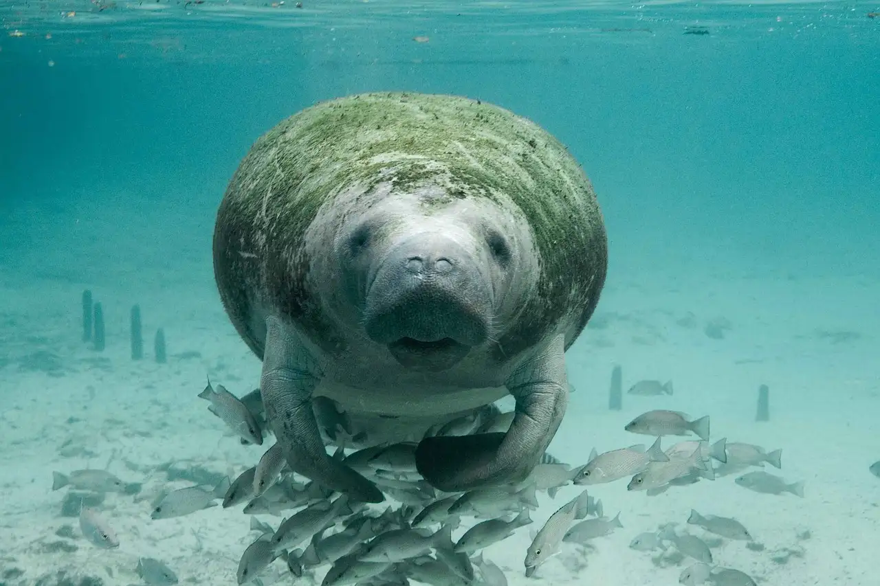 A manatee facing the camera in clear water, with small fish around it