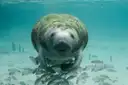 A manatee facing the camera in clear water, with small fish around it