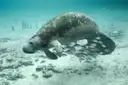 A manatee swimming over a sandy bottom with small fish under it