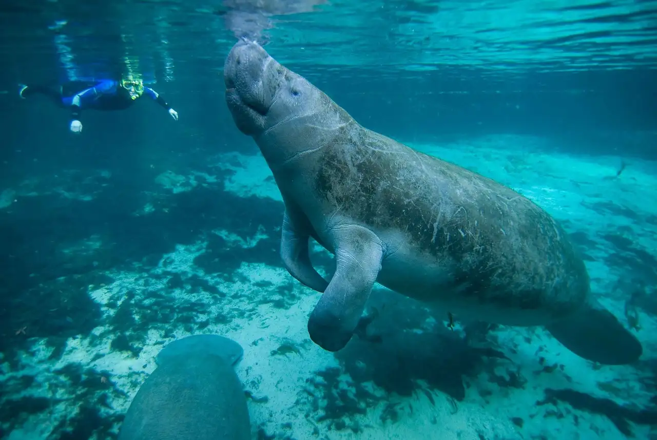 A manatee swimming in clear blue water, with a snorkeler at the surface far behind