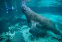 A manatee swimming in clear blue water, with a snorkeler at the surface far behind