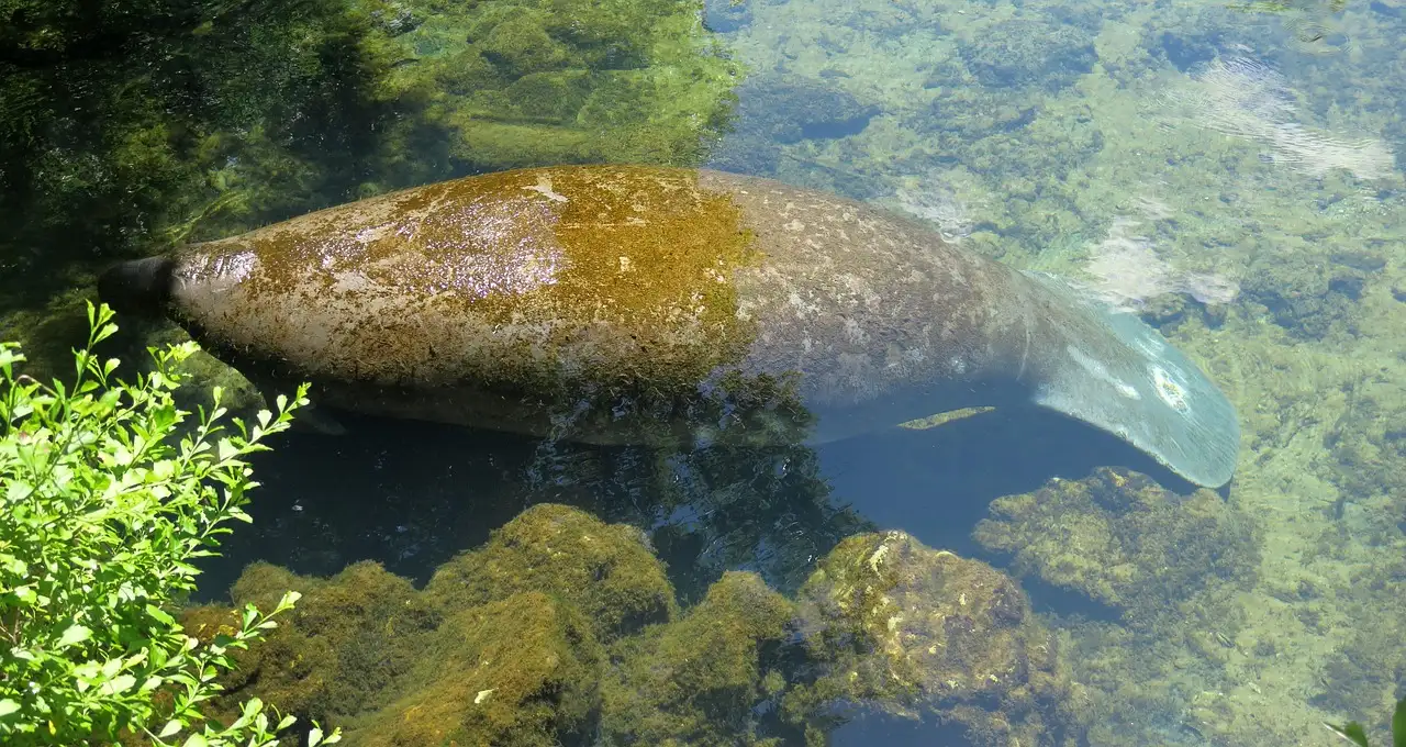 A manatee seen from above, resting over water plants