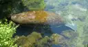 A manatee seen from above, resting over water plants