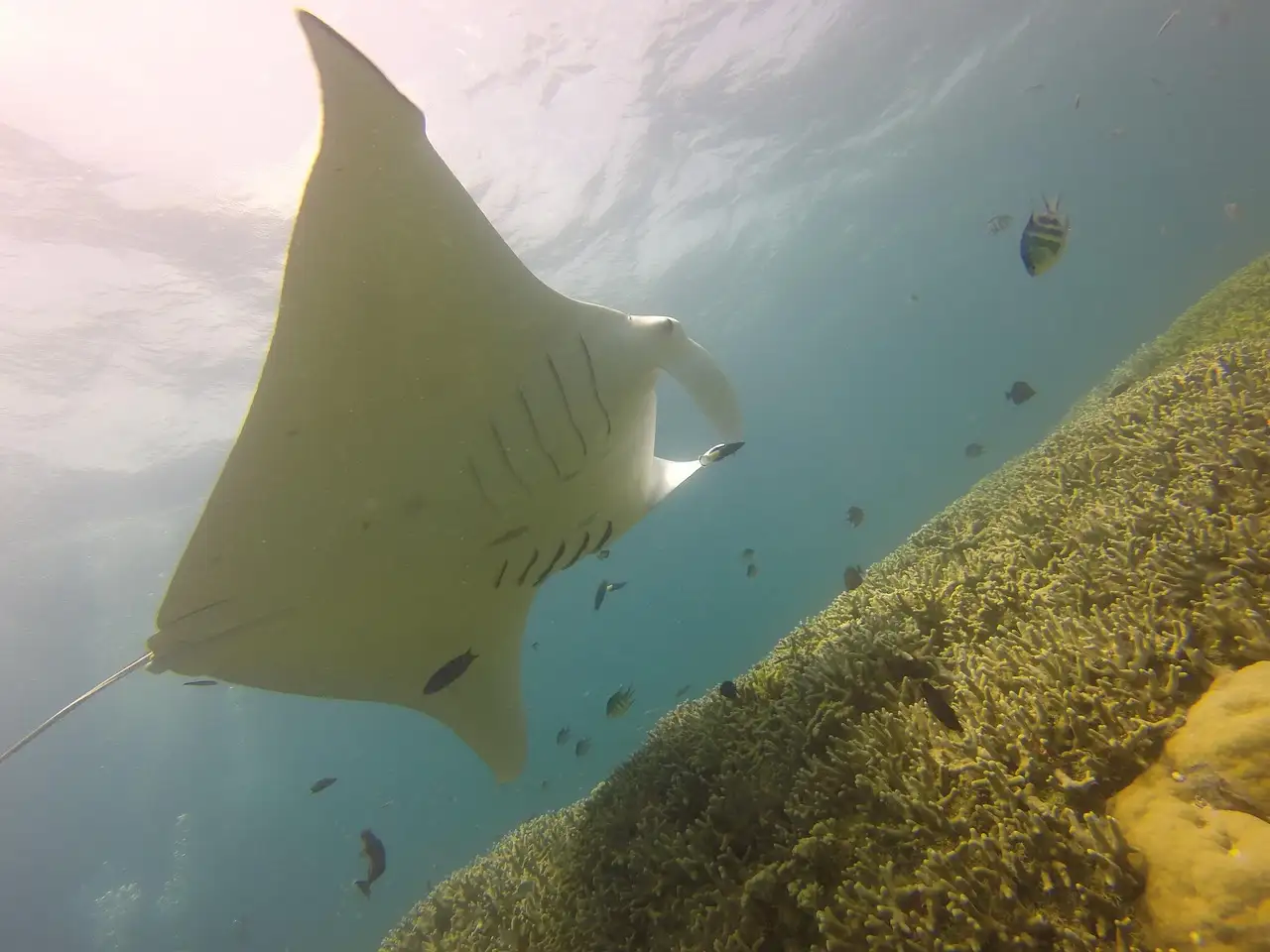 A large ray gliding over coral in clear water, with small fish around it