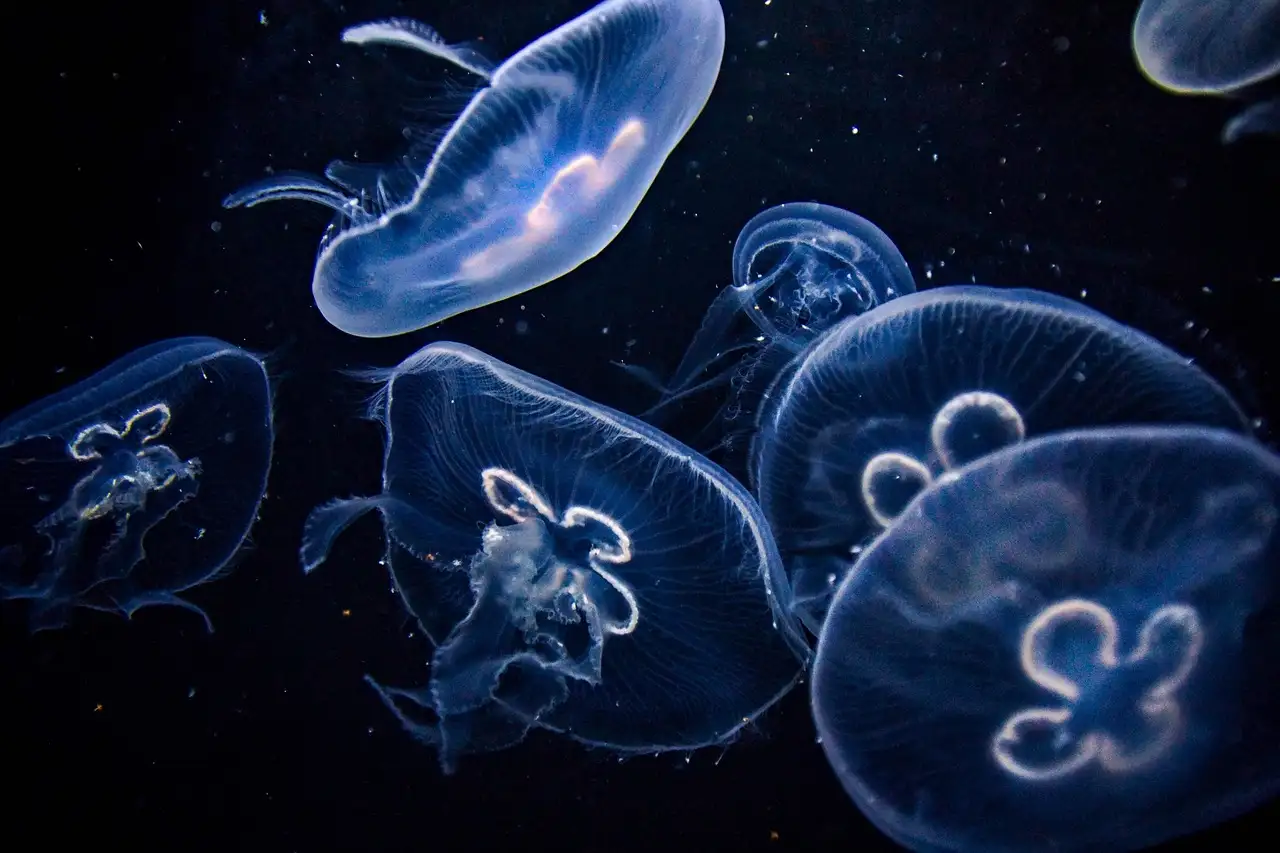 Moon jellyfish drifting in dark water