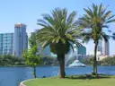Palm trees on the shore of Lake Eola in downtown Orlando, with the lake fountain and city towers behind