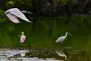 Pink roseate spoonbills wading and flying over a dark pond