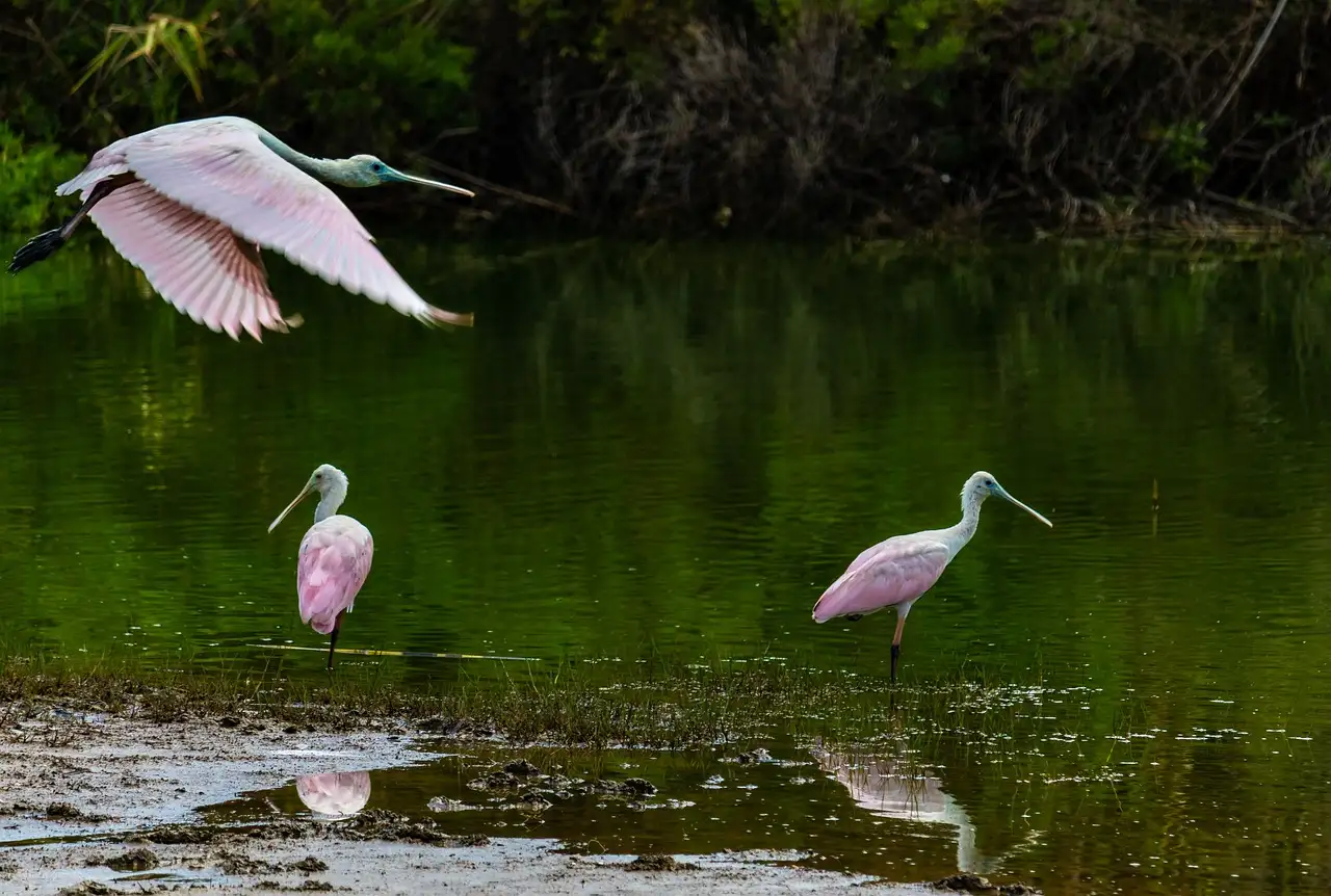 Pink roseate spoonbills wading and flying over a dark pond