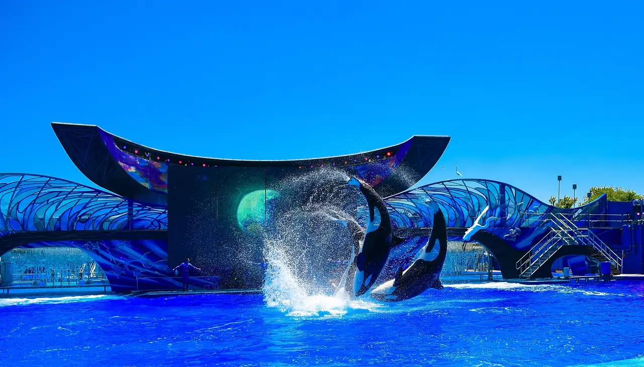 An orca leaping from the water in a live show at SeaWorld Orlando under a clear blue sky