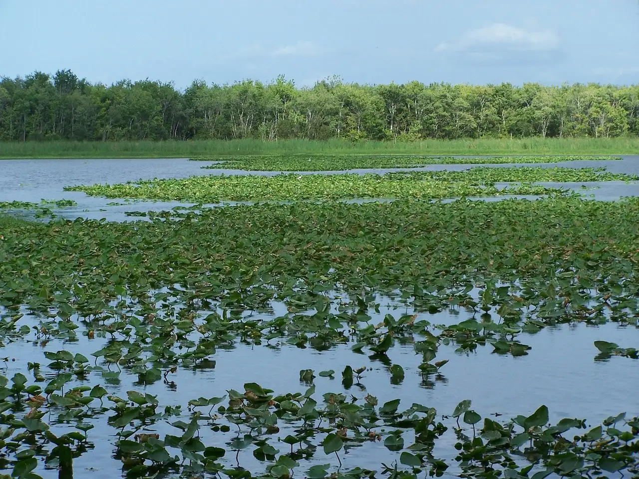 The wide St. Johns River covered in lily pads, with trees beyond