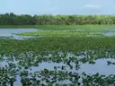 The wide St. Johns River covered in lily pads, with trees beyond