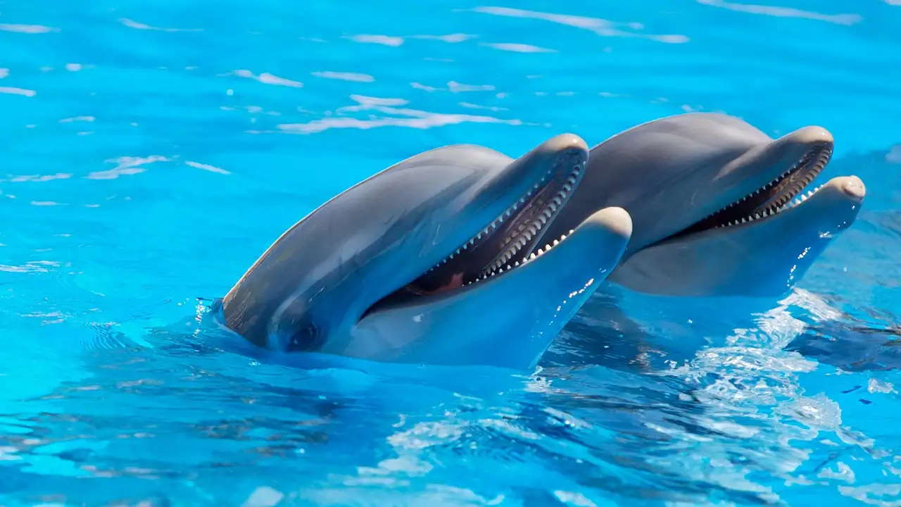 Two bottlenose dolphins with their heads out of clear blue pool water