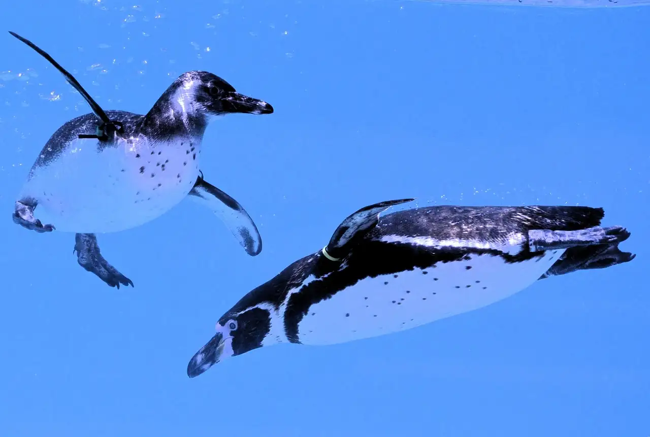 Two penguins swimming underwater in clear blue water