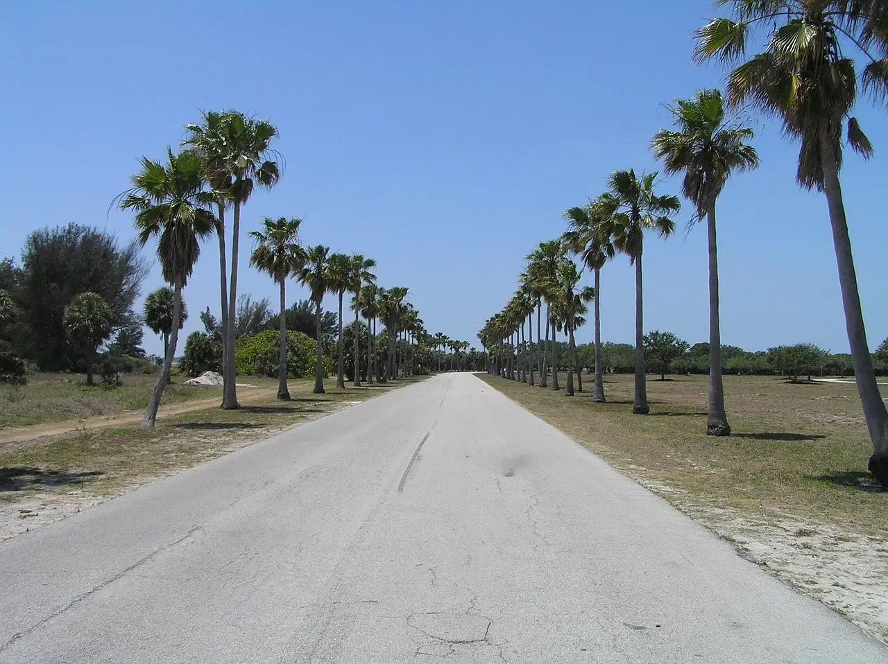A straight road lined with tall palm trees under a clear blue Florida sky
