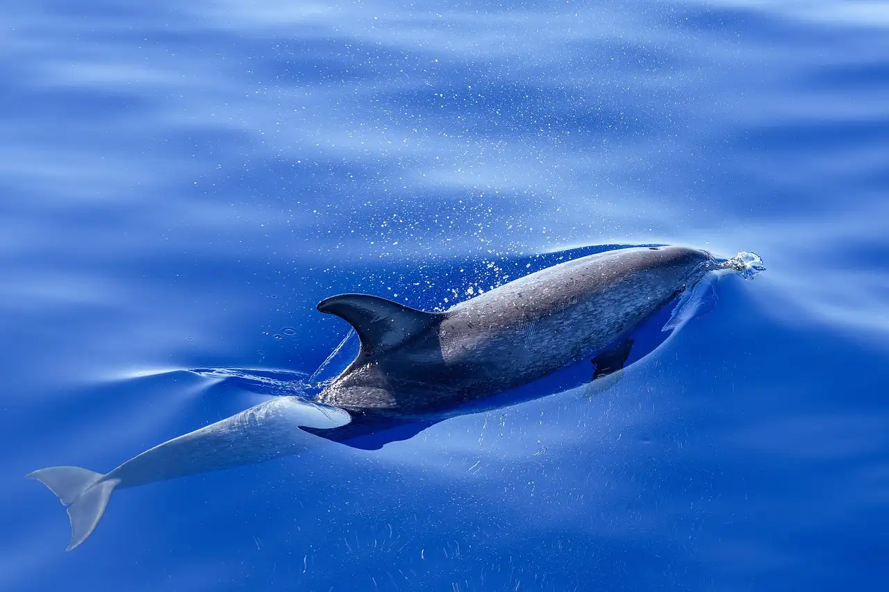 A dolphin swimming just under the surface of calm blue water