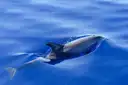 A dolphin swimming just under the surface of calm blue water