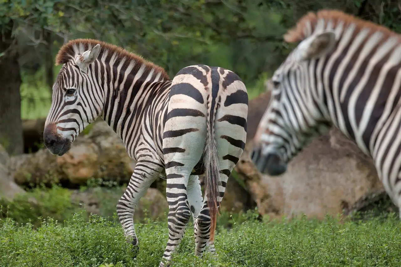 Two zebras grazing on green grass in a Florida safari park
