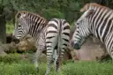Two zebras grazing on green grass in a Florida safari park